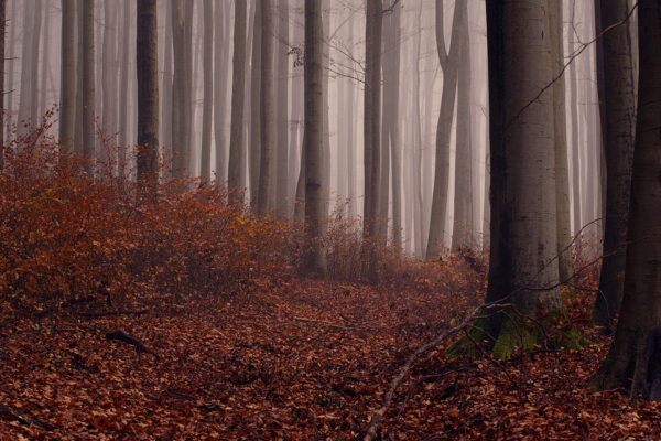 Forrest (Foto: Julia Didelot)