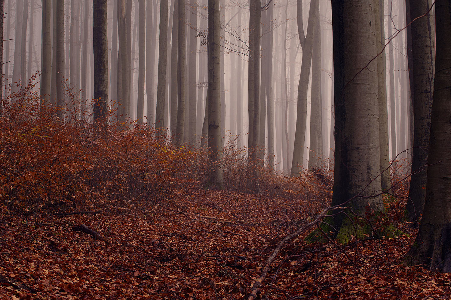 Forrest (Foto: Julia Didelot)