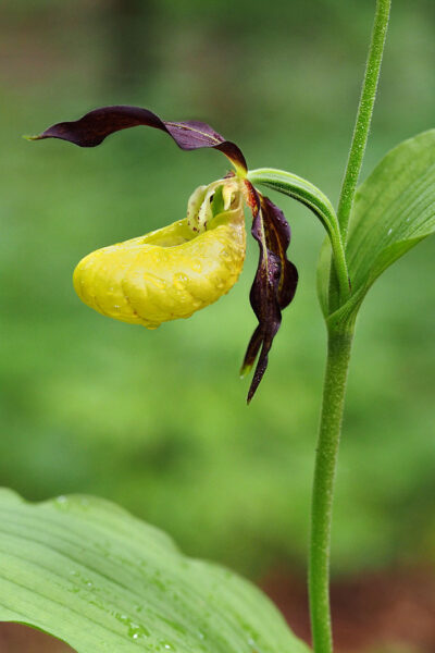 Frauenschuh (Foto: Manuela Hahnebach)