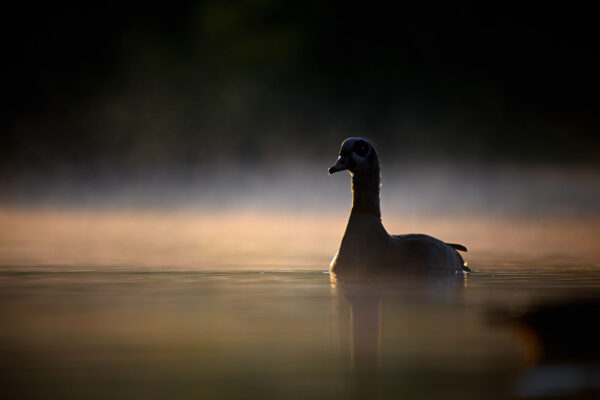 Ganz früh am Teich (Foto: Michael Ritter)