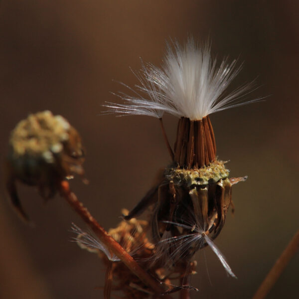 Haarig (Foto: Kerstin Wolff)