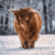 Highland-Cattle (Foto: Jens Gutberlet)