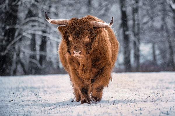 Highland-Cattle (Foto: Jens Gutberlet)