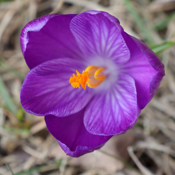 Krokus (Foto: Claus Gebhardt)