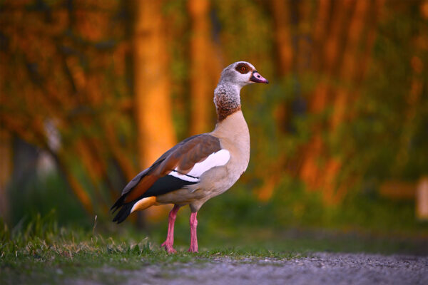 Letzte Sonnenstrahlen (Foto: Michael Ritter)