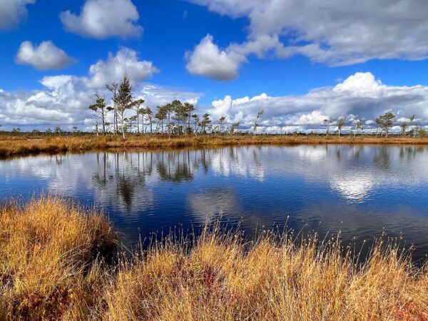 Moorlandschaft (Foto: Manuela Hahnebach)