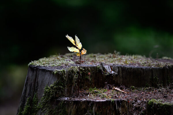 Neues Leben (Foto: Michael Ritter)