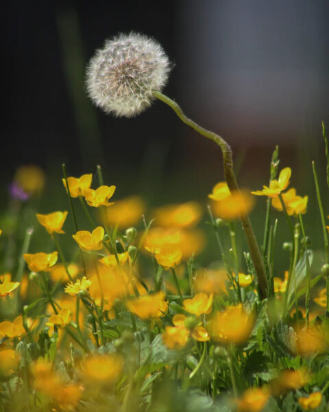 Pusteblume (Foto: Michael Oehlsen)