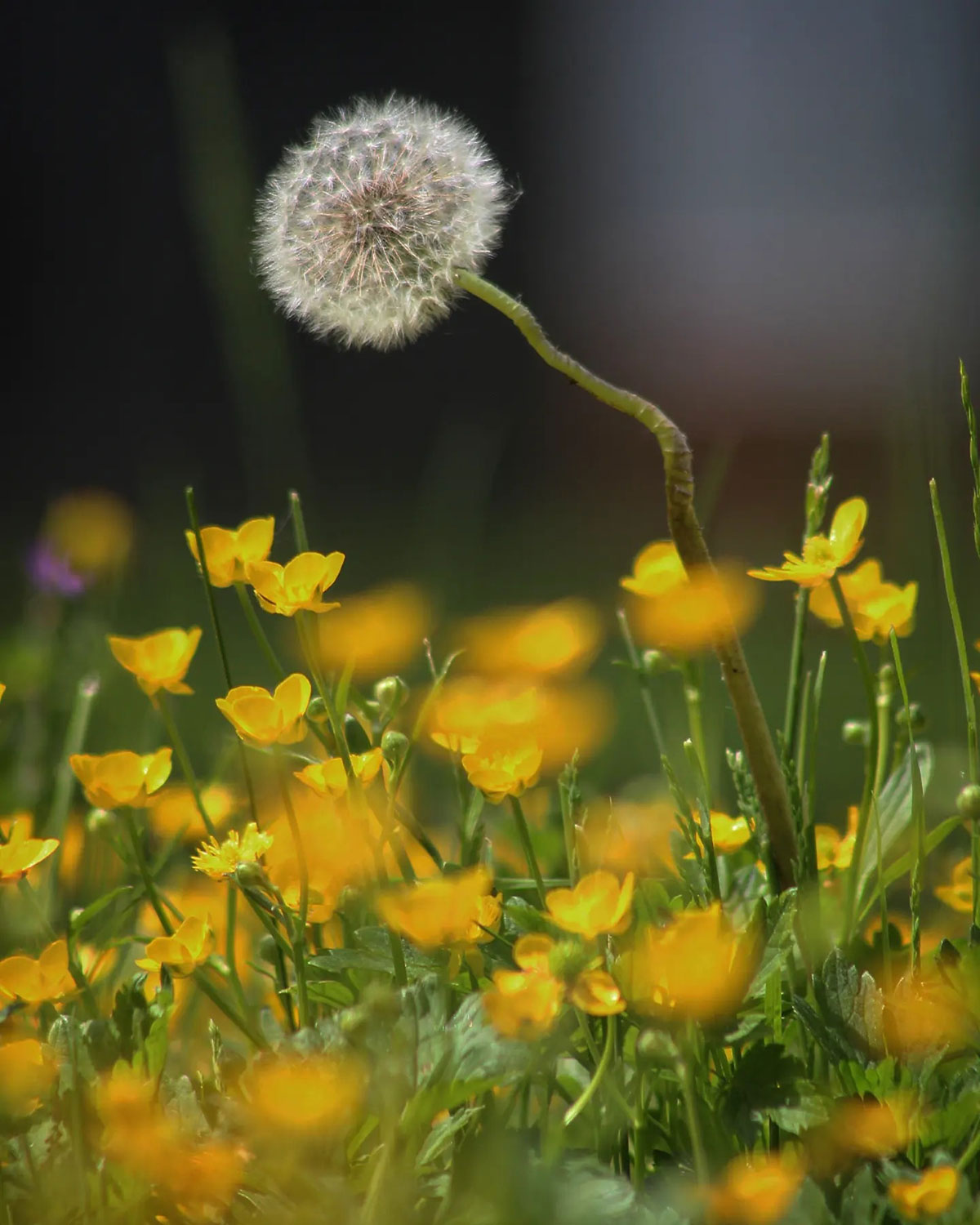 Pusteblume (Foto: Michael Oehlsen)