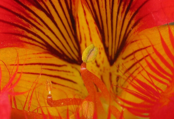 Staubgefäß (Foto: Claus Gebhardt)