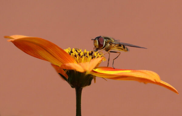 Syrphidae (Foto: Claus Gebhardt)