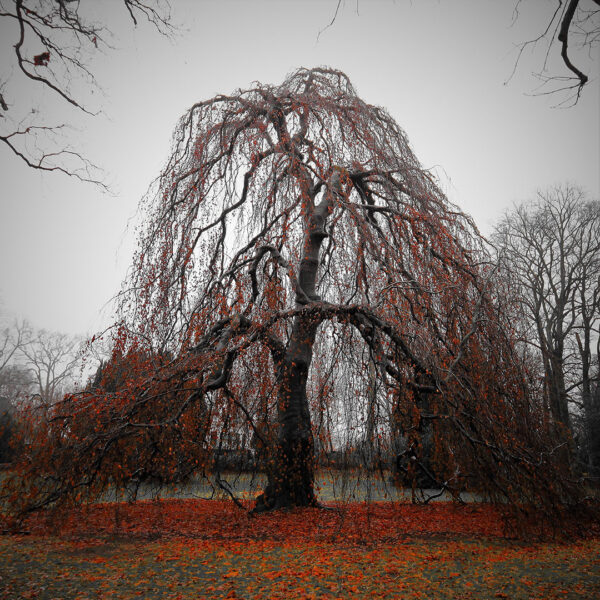 Trauerbuche (Foto: Michael Stürtz)