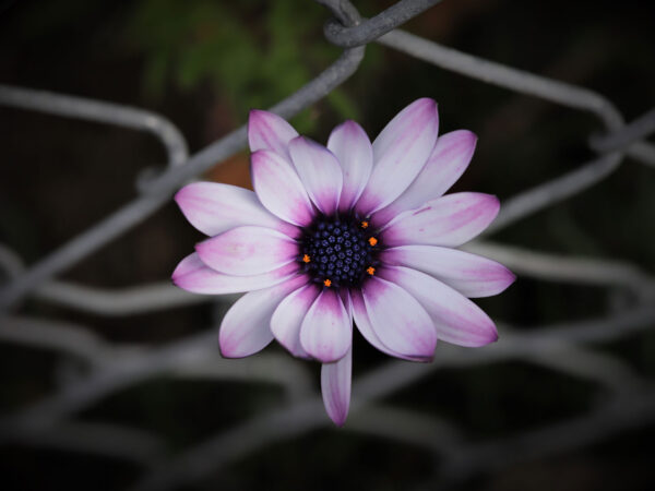 Ungebremst (Foto: Kerstin Wolff)