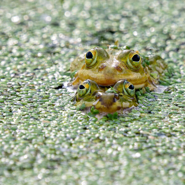 Unter vier Augen (Foto: Uli Pfeufer)