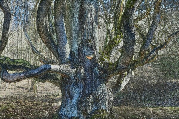 Uralt (Foto: Dietmar Schmidt)