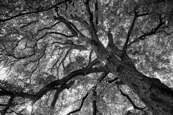 Verästelt (Foto: Günter Giese)