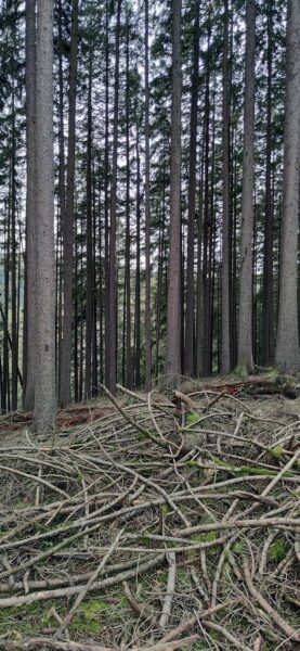 Wald (Foto: Peter Maximilian Schmidt)