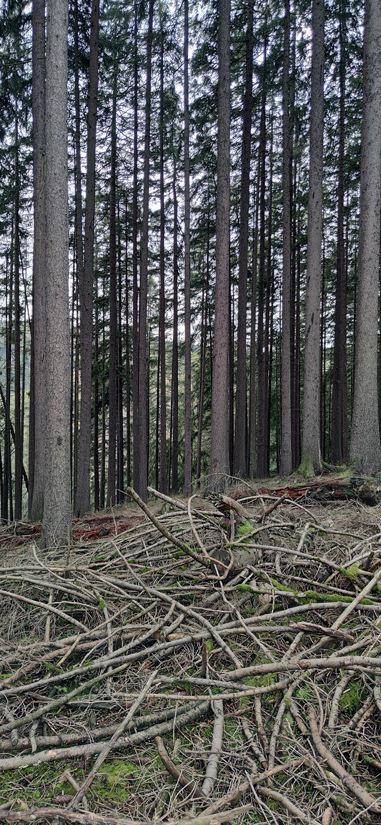 Wald (Foto: Peter Maximilian Schmidt)
