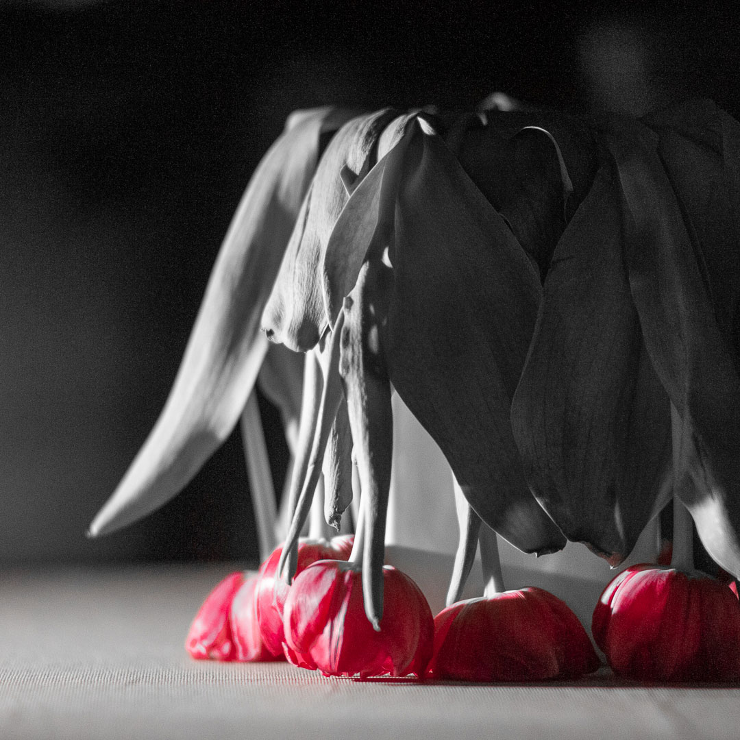 Fotoclub: Bild des Monats 7.2019