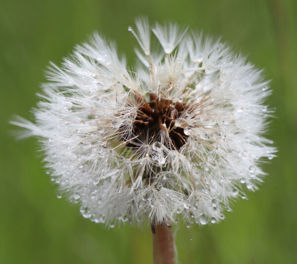 Serie: Verblüht 1 (Foto: Claus Gebhardt)