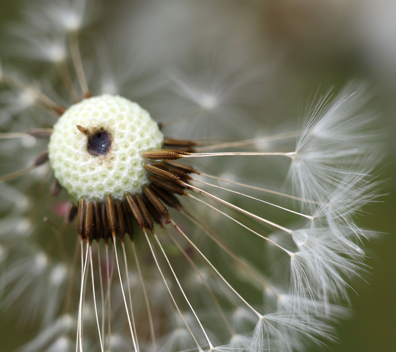 Serie: Verblüht 2 (Foto: Claus Gebhardt)