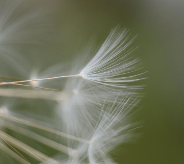 Serie: Verblüht 3 (Foto: Claus Gebhardt)