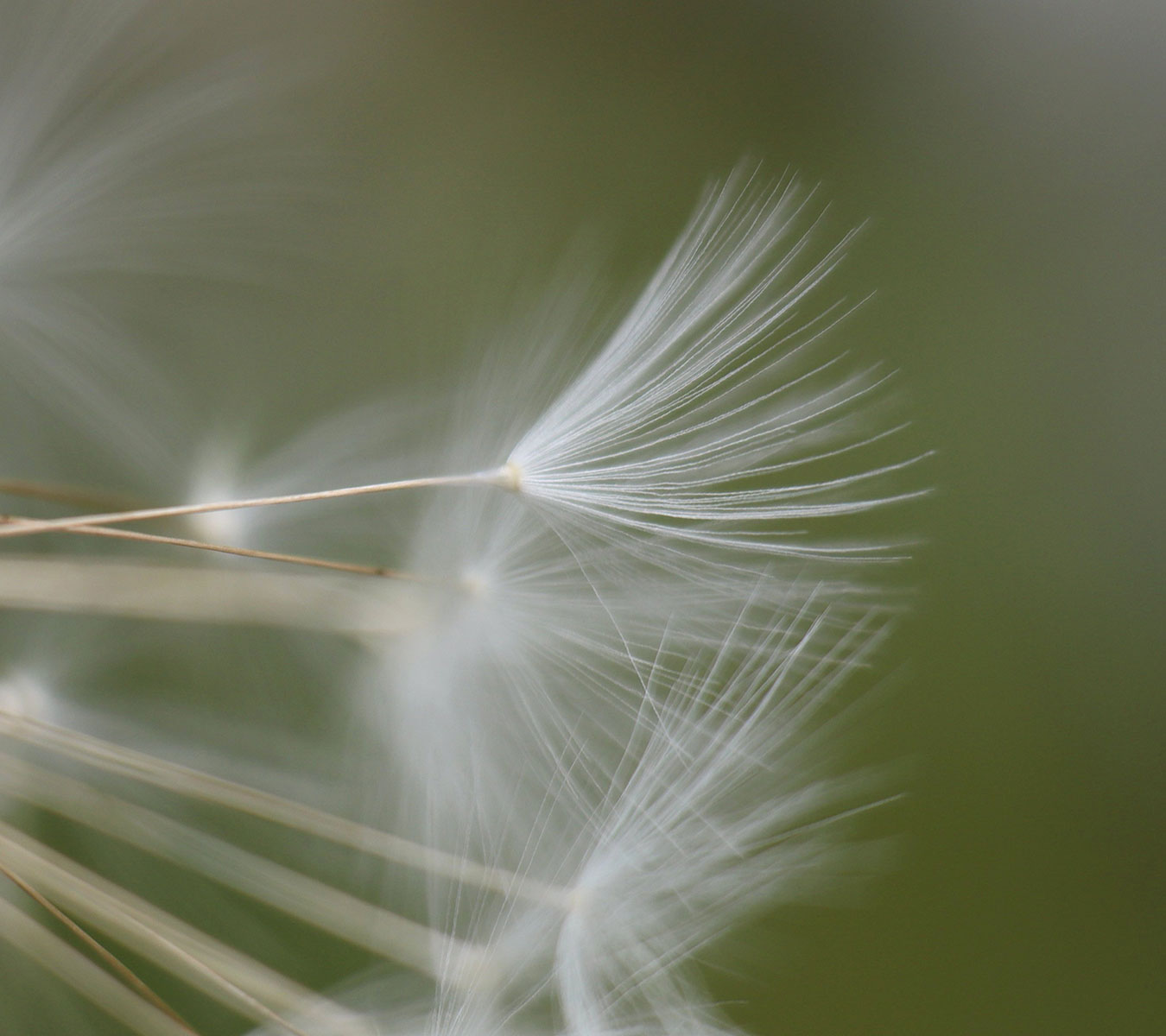 Serie: Verblüht 3 (Foto: Claus Gebhardt)