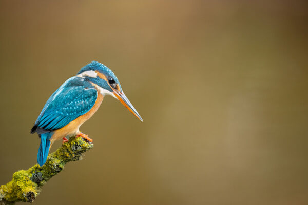 Serie: Eisvogel 1 (Foto: Michael Ritter)
