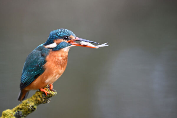 Serie: Eisvogel 3 (Foto: Michael Ritter)