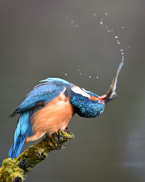 Serie: Eisvogel 4 (Foto: Michael Ritter)