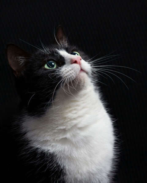 Serie: Hector 2 (Foto: Julia Didelot)