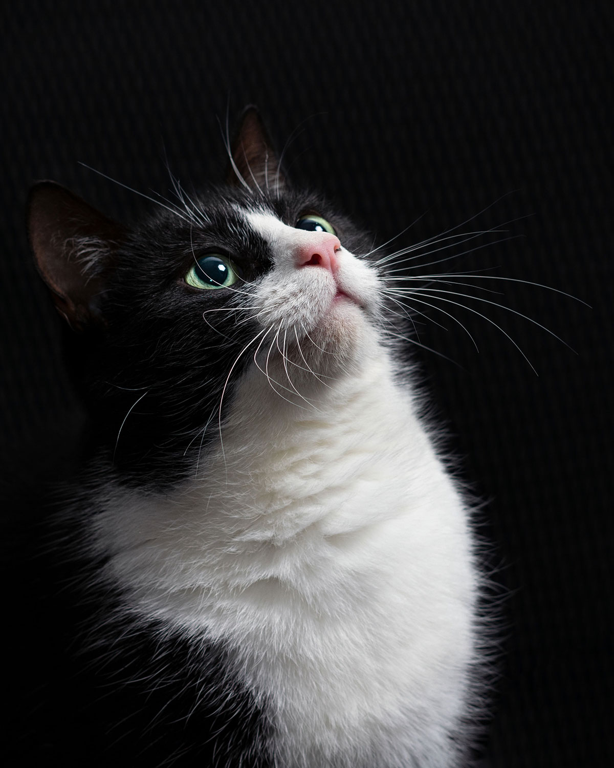 Fotoclub: Bild des Monats 4.2020 online?