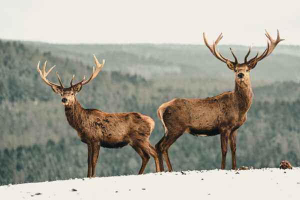 Serie: Könige der Wälder 1 (Foto: Jens Gutberlet)
