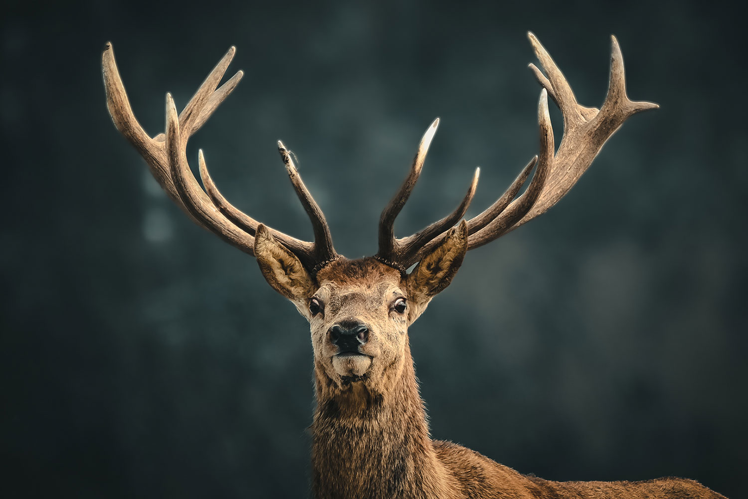 Serie: Könige der Wälder 2 (Foto: Jens Gutberlet)