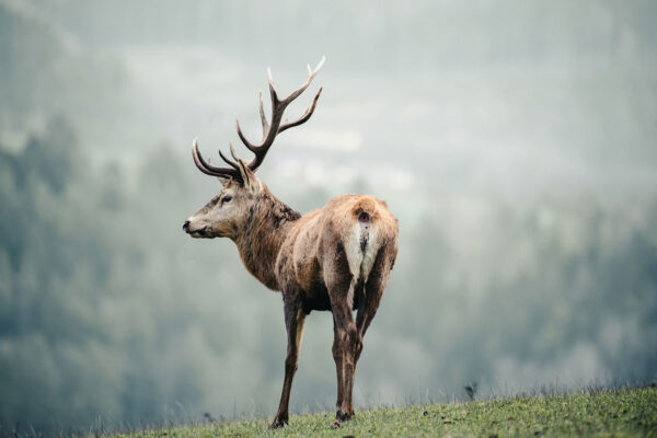 Serie: Könige der Wälder 3 (Foto: Jens Gutberlet)
