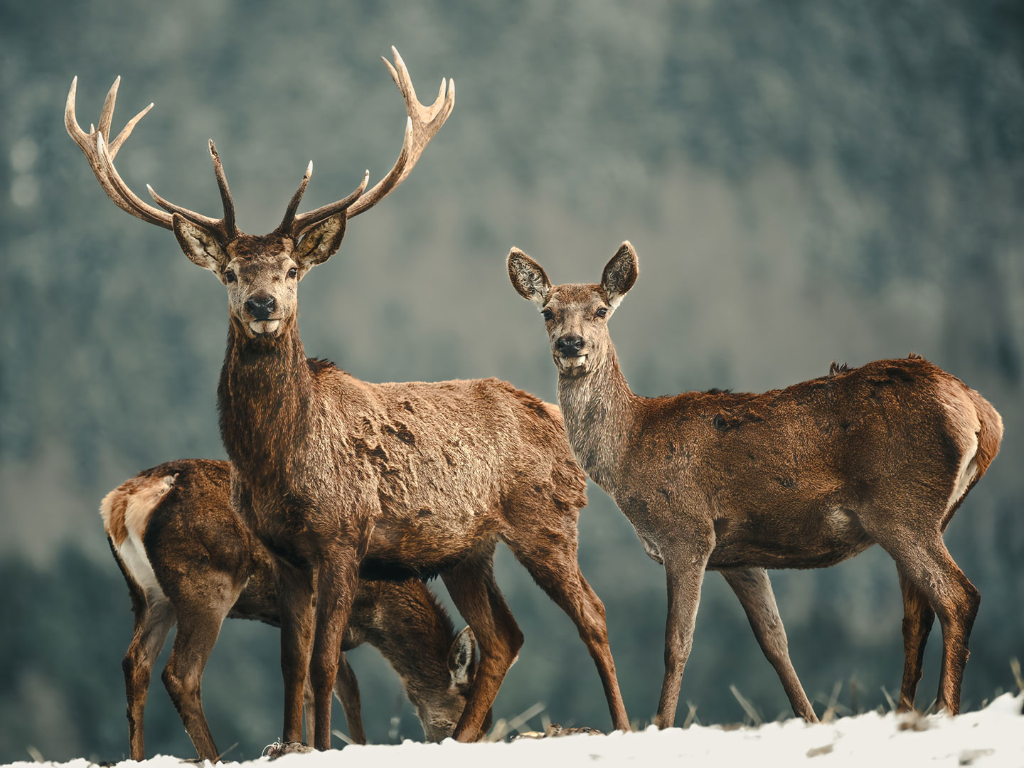 Serie: Könige der Wälder 4 (Foto: Jens Gutberlet)