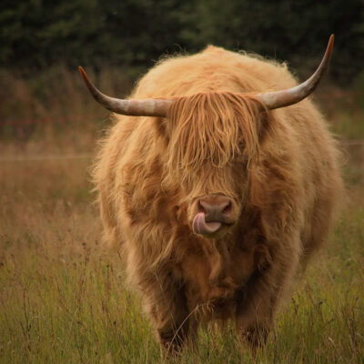 Serie: Highlander 1 (Foto: Michael Oehlsen)