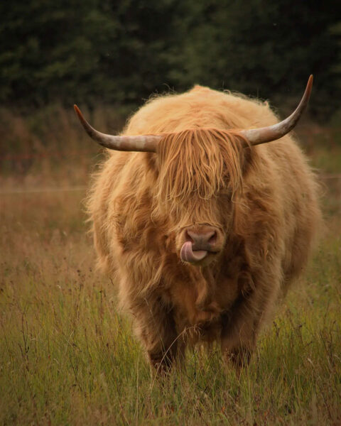 Serie: Highlander 1 (Foto: Michael Oehlsen)