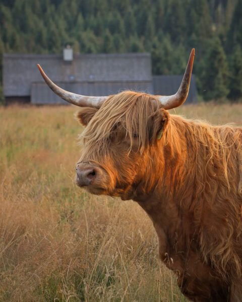 Serie: Highlander 2 (Foto: Michael Oehlsen)