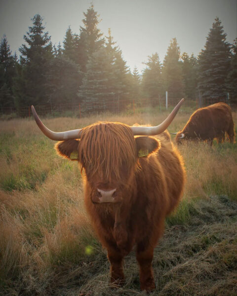 Serie: Highlander 3 (Foto: Michael Oehlsen)