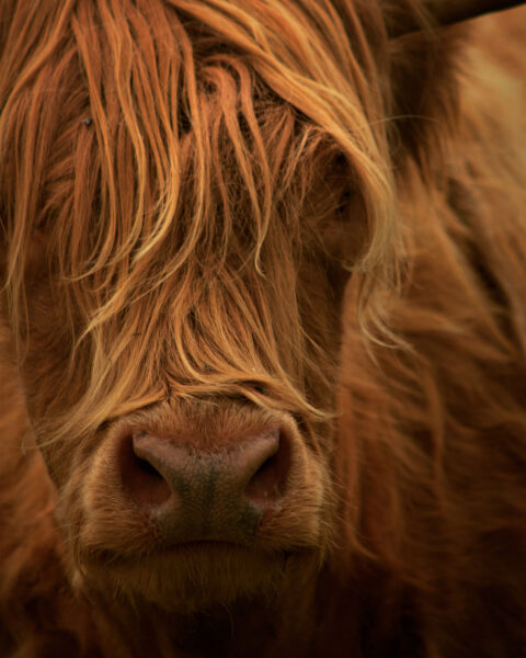 Serie: Highlander 4 (Foto: Michael Oehlsen)