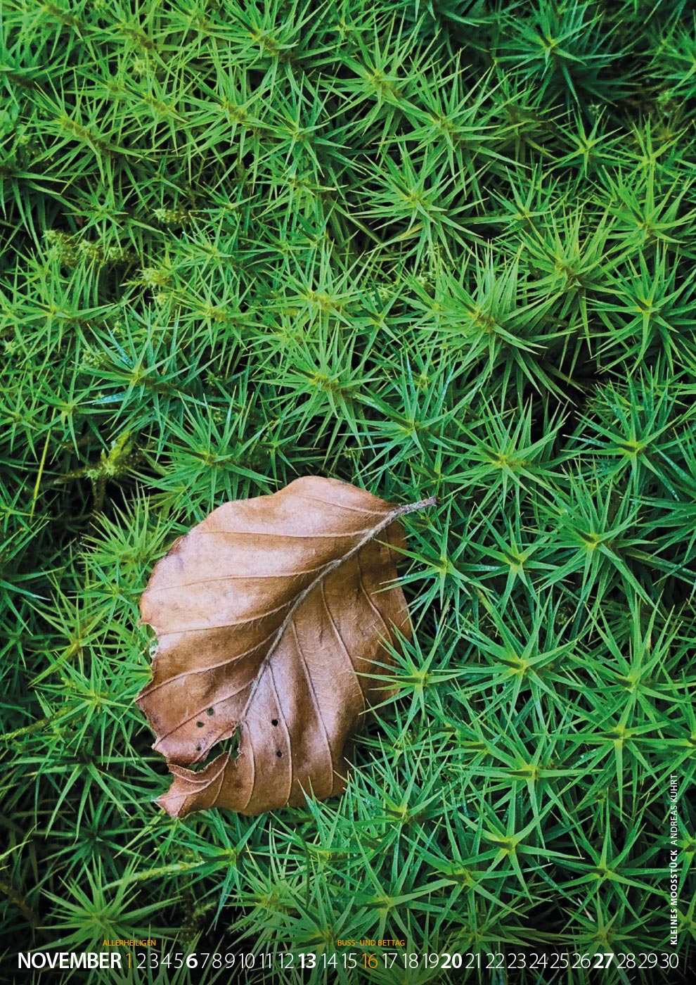 Fotoclub Kontrast Suhl Kalender 2022: 11: Kleines Moosstück (Foto: Andreas Kuhrt)