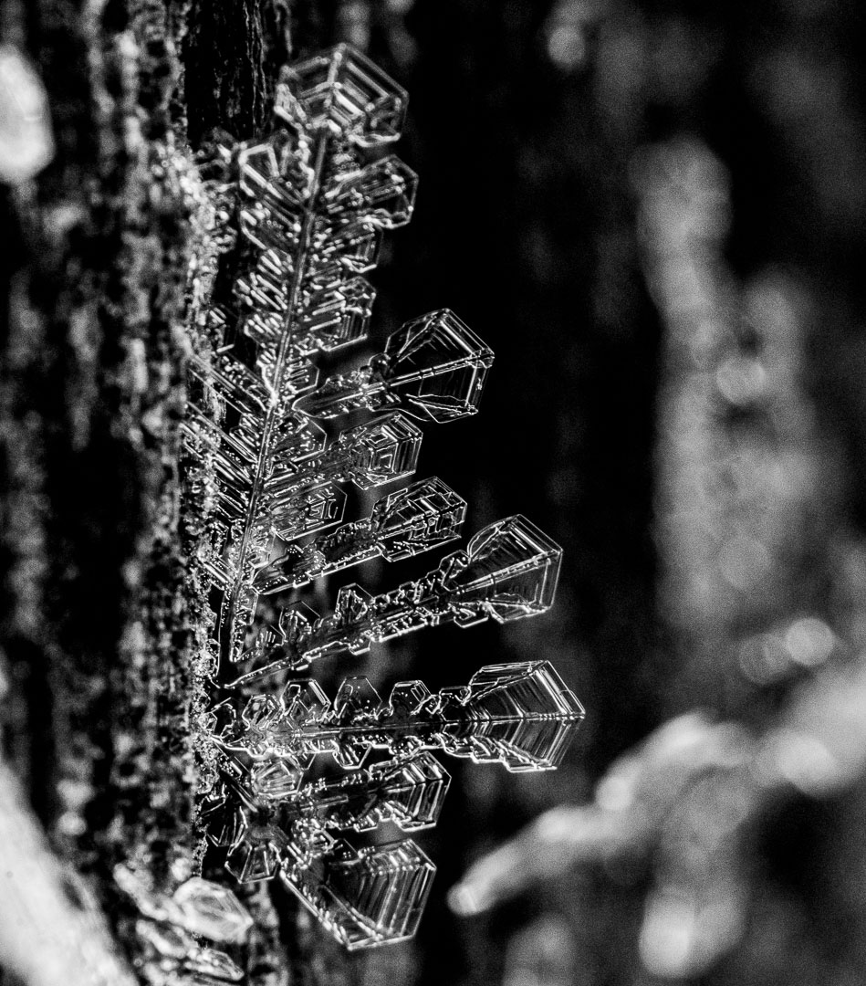 Fotoclub: Bild des Monats 2.2023