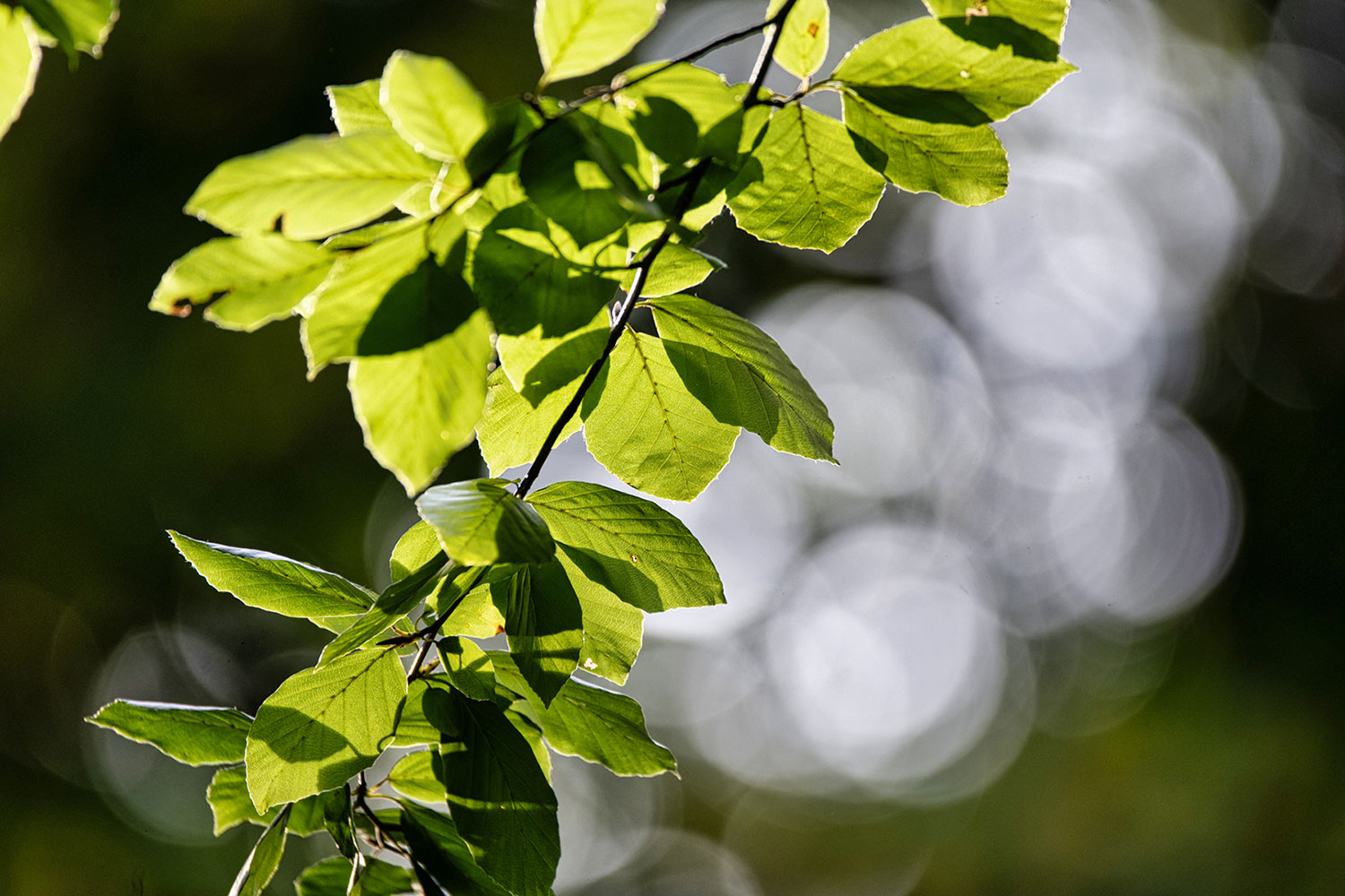 2023-01-37-Lichtfall-jg-4.75 Lichtfall (Foto: Jens Gutberlet)