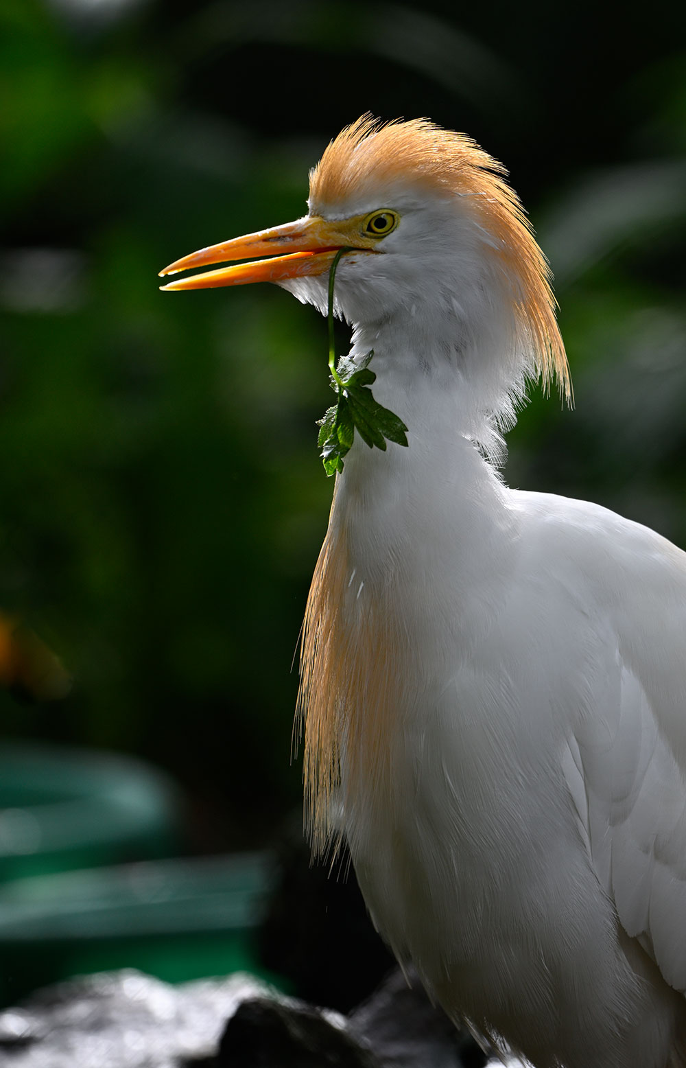 Fotoclub