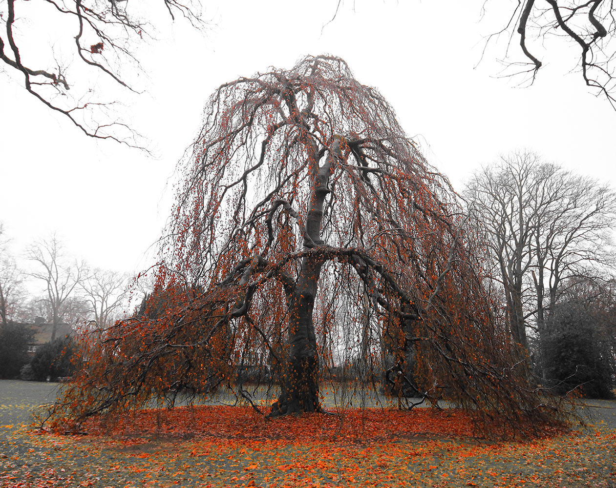 2023-01-47-Trauerbuche-mst-6 Trauerbuche (Foto: Michael Stürtz)