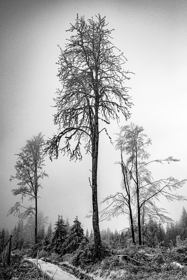 2023-01-49-triptichon-upf-5.5 Triptichon (Foto: Uli Pfeufer)