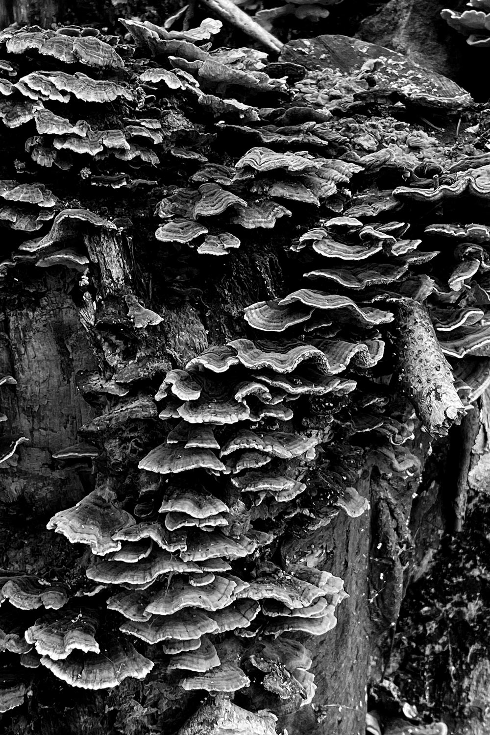 2023-01-zz01-Details-2-gg-3.75 Serie: Details 2 (Foto: Günter Giese)