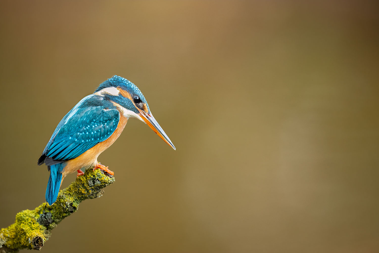 2023-01-zz04-Eisvogel-1-miri-7-1 Serie: Eisvogel 1 (Foto: Michael Ritter)