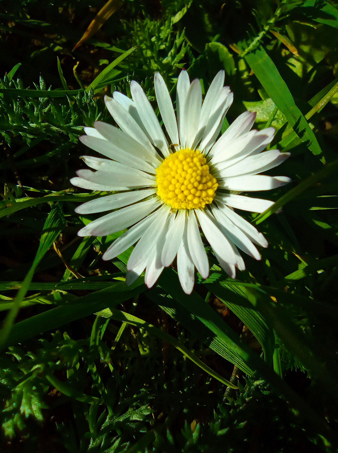 Fotoclub
